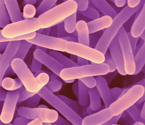 Bifidobacterium Longum Бифидобактерии лонгум бактерия