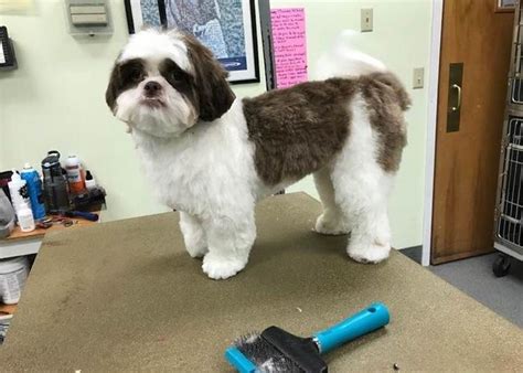 • feline leukemia & fiv negative. Animal Hospital in Prospect, CT | Prospect Veterinary Hospital