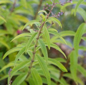 I bought lemon verbena as tube stock and planted in a pot where it seem to do nothing. Images Of Lemon Verbena Alousia Trifolia / Lemon Verbena ...