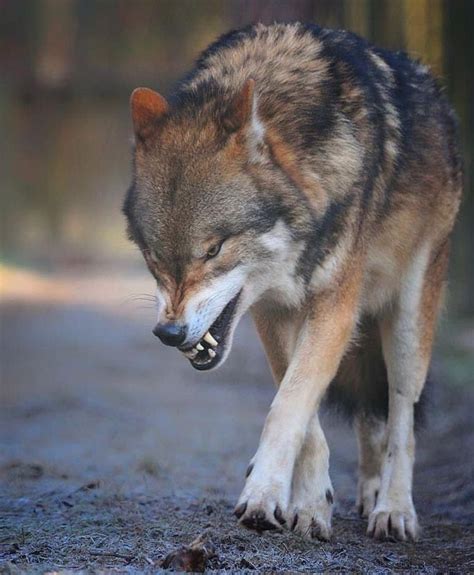 Pin By Alexandra Z On Wolves♥ Wolf Photos Wolf Poses Wolf Dog