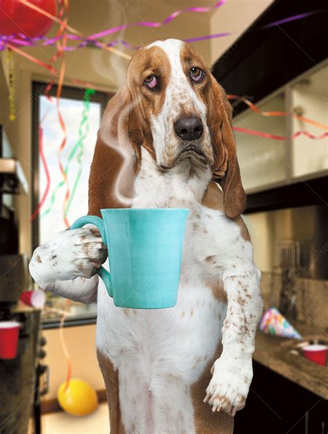 funny basset hound hungover  holding  morning cup  coffee