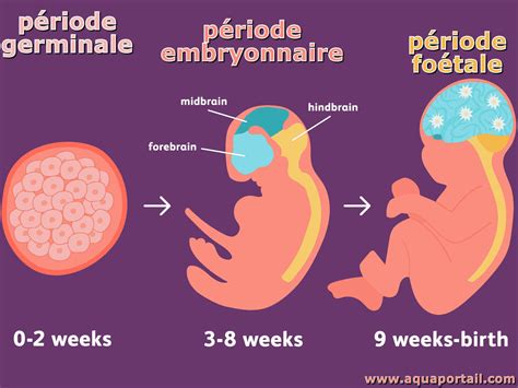 Période Embryonnaire Définition Et Explications