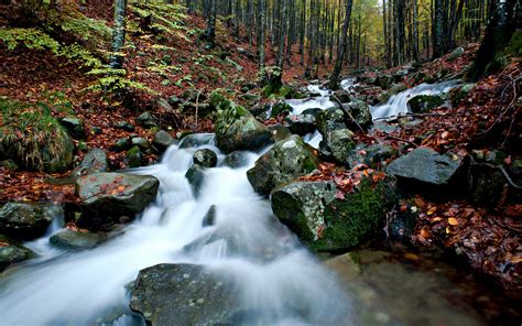 Stream Forest Rocks Stones Moss Timelapse Trees Háttérkép Letöltés