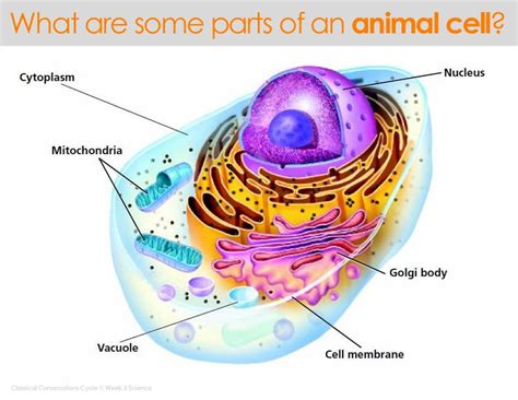 Classical Conversations Cycle 1 Week 3 Science Parts Of An Animal Cell