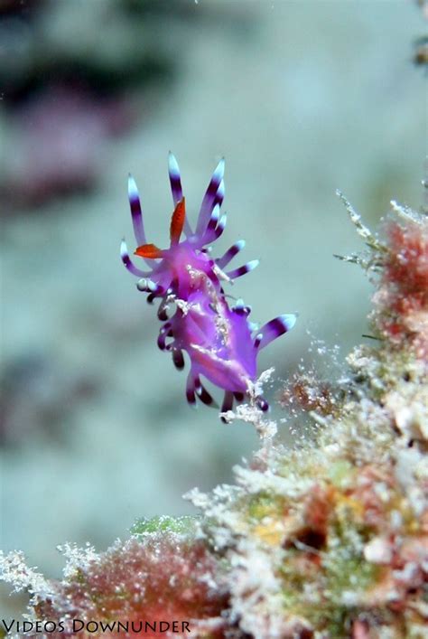 Underwater Creatures Underwater Life Ocean Creatures World Wild Life