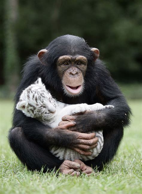 23 Unusual Animal Friendships That Are Absolutely Adorable