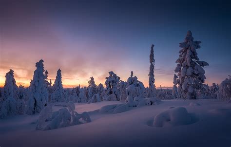 Wallpaper Winter Snow Trees Sunset The Snow Finland Finland