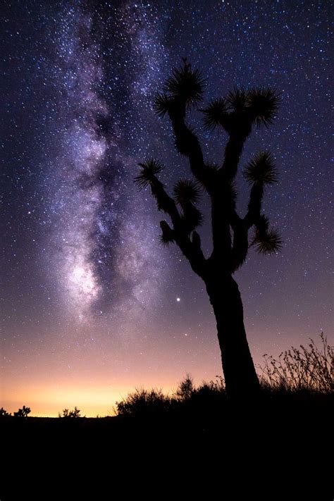 Joshua Tree National Park Print Southwest Decor Milky Way Starry