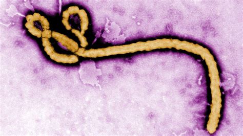 Cdc Issues Ebola Workers New Guidelines And More