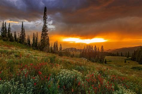 Golden Wildflower Rocky Mountain Sunset Landscape Stock Image Image