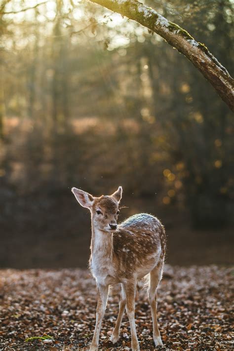 Free Images Tree Nature Forest Grass Wildlife Autumn Mammal