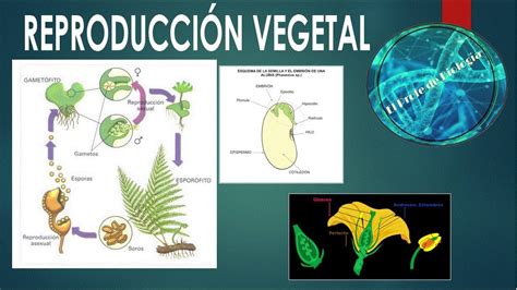 Reproducción Vegetal Ciclos Biológicos Youtube