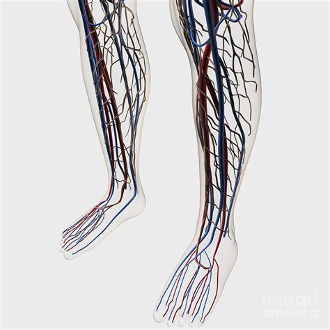 Medical Illustration Of Arteries Veins Digital Art By Stocktrek Images