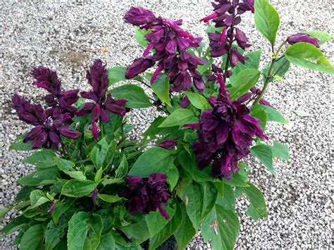 Salvia Splendens Lighthouse Purple