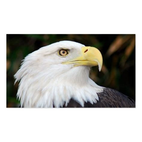 Aug 18, 2021 · american eagle outfitters, founded in 1977, operates more than 1,000 stores in the united states, canada, mexico, china and hong kong. American Bald Eagle Business Card | Zazzle