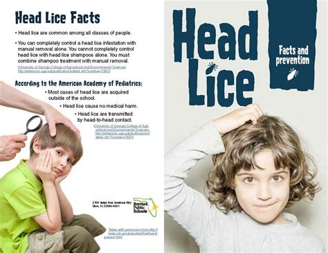 Head Lice Head Lice Information