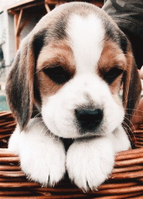 Pin By Blueberry Chan On Beagle World Beagle Puppy Baby Beagle Cute