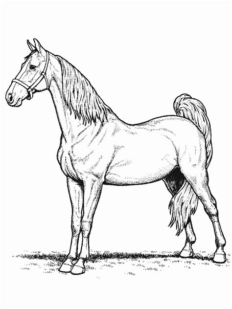 horse coloring pages dr odd