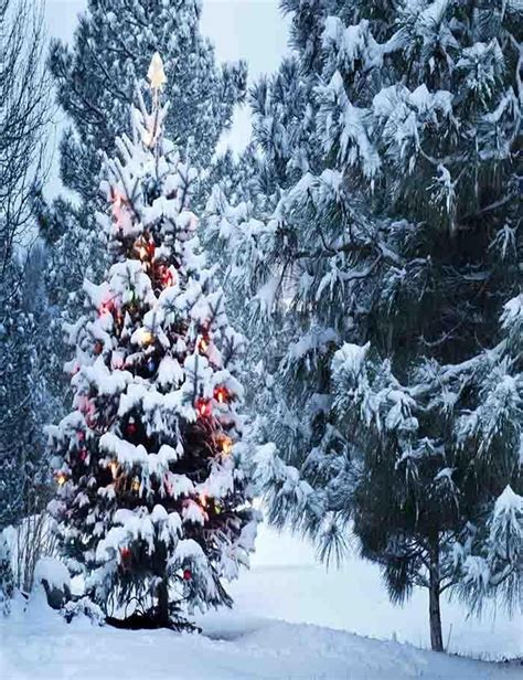 Christmas Tree Covered Snow Outdoor For Holiday Photography Backdrop J
