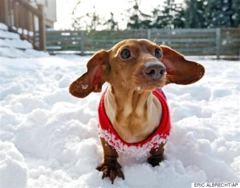 Dennis The Dachshund Loses 44 Pounds After Ditching Diet Of Burgers And