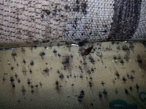 How To Check For Bed Bugs General Pest Control