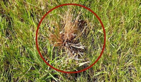 How To Remove Fescue Grass Without Resetting Your Entire Lawn