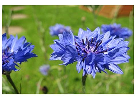 Cornflower Centaurea Cyanus Blue Boy Organic Premier Seeds Direct