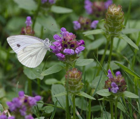 Small White On Self Heal Stanze Flickr