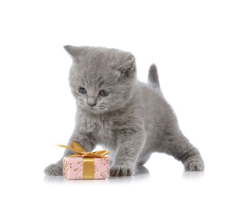 This gallery features the most adorable purebred and mixed breed fuzzy kittens you'd ever want to meet. An Enormous List of 100 Ever-so-cute Names for Your Gray ...