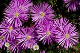 Everything you wanted to know about pigface | Better Homes and Gardens