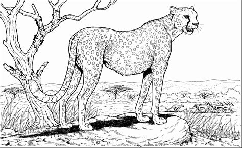 √ Printable Cheetah Coloring Pages Cheetah Coloring Pages 100