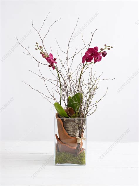 Orchid Tank Flower Arrangement Stock Image C0539747 Science