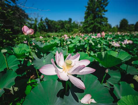 Lotus Bloom At Kenilworth Aquatic Gardens In Washington Dc