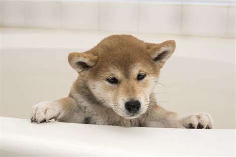 By team infantino the baby monitor. Shiba Inu Grooming - My First Shiba Inu