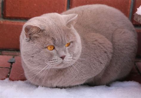 Lilac British Shorthair British Shorthair Cats Fluffy Cat Grey Cats