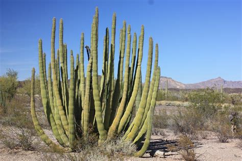 The desert has long attracted those. Top 9 Plants Commonly found in Deserts - Listovative