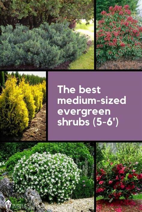 5 6 Foot Evergreen Shrubs For Your Landscape Pretty Purple Door