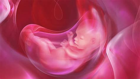 Líquido Amniótico ¿qué Es Y Qué Función Tiene Bebés Y Embarazos