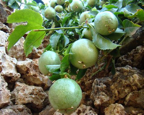The chinese name for fruit is shuǐguǒ ( 水果). PazzaPazza: PASSION FRUIT - MARACUJA