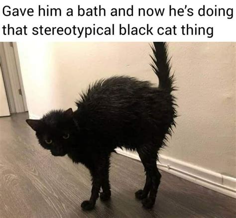 Pin On Black Cat Dreams And Memes