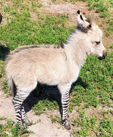 This Is A Mini Zonkey Offspring Of A Zebra And A Mini Donkey Aww