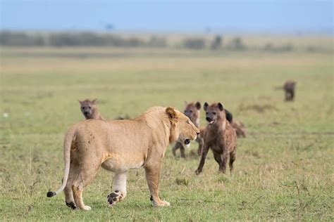 Lion Vs Hyena Who Wins In A Fight Vital Facts African Lion