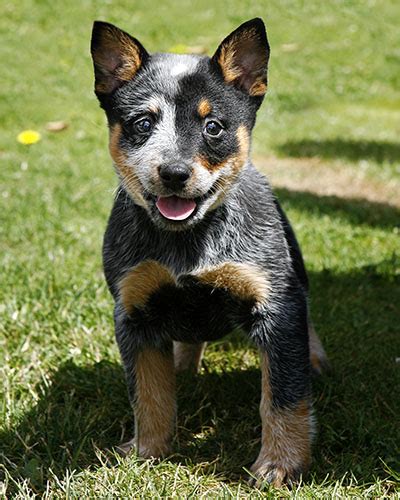 Ours are raised with cats, other. Australian Cattle Dog Puppy 6855 | Flickr - Photo Sharing!