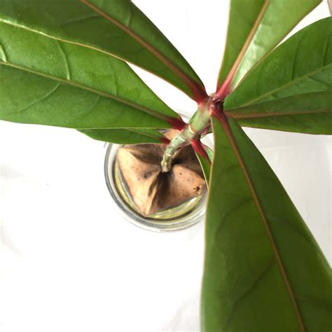 Team up with three friends online or have a buddy over for some source: Plant - Barringtonia asiatica Box Fruit Tree Seedling ...