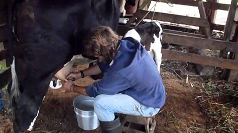 milking a cow youtube