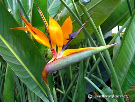 Modern tropical ceremony create memorable ceremony arch decorating it with tropical leaves, such an arch screams summer and tropics. 26 best flowers that start with B images on Pinterest ...