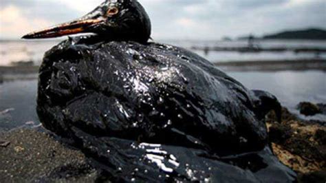The Effects Of Oil Spills On Birds Bird Spot