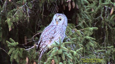Slaguggla Ural Owl Strix Uralensis Klipp 919 34 Youtube