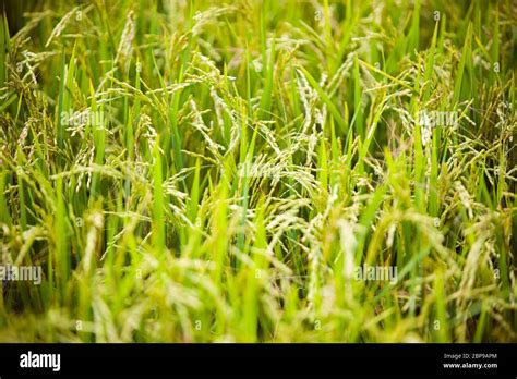 Oryza Sativ Rice Plants Central Cambodia Southeast Asia Stock Photo