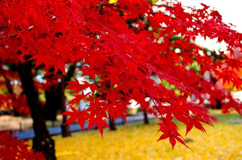 Close Up Photography Of Maple Tree During Daytime Hd Wallpaper
